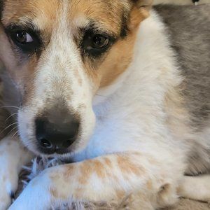 Meet your Posher, Merry